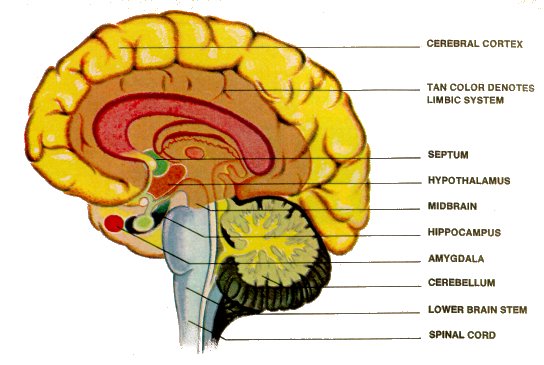 The Human Brain