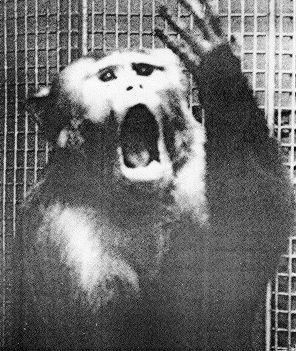Isolation-reared monkey; image 3